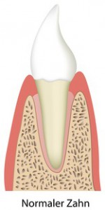 Gesunder Zahn